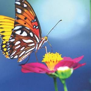 Meet your Posher, Diana